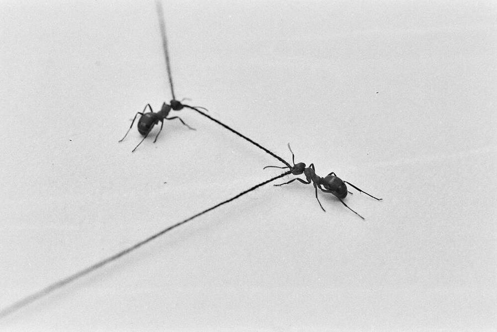Contact