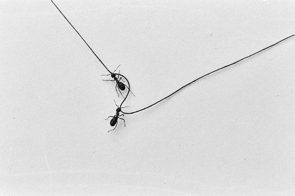 Contact