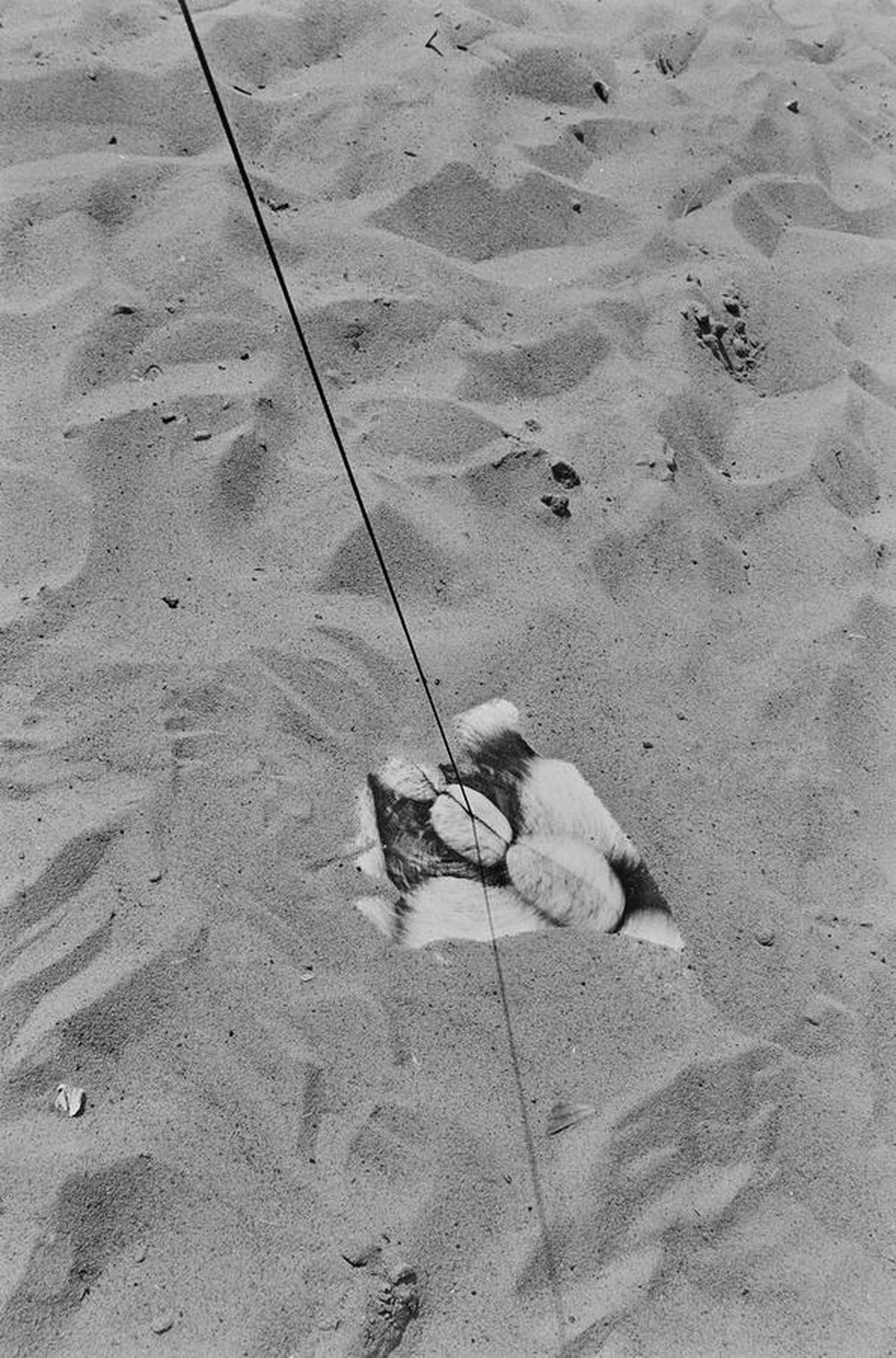 Dynamic Object - The Świder River
