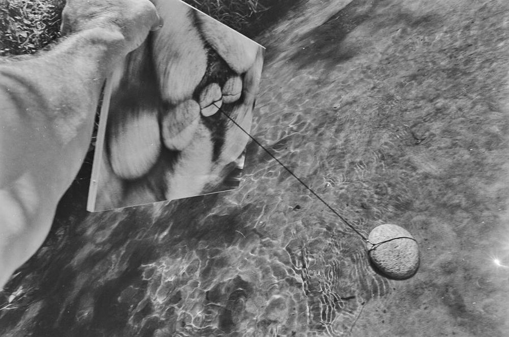 Dynamic Object - The Świder River