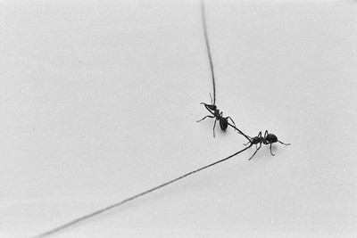 Contact